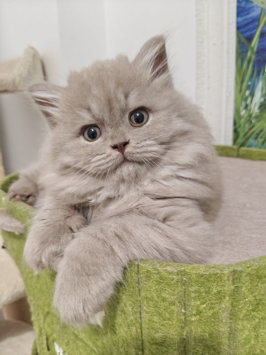 Macho British Longhair  Lilac