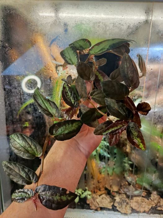 Pellionia rapens - Begonia Arbuzowa