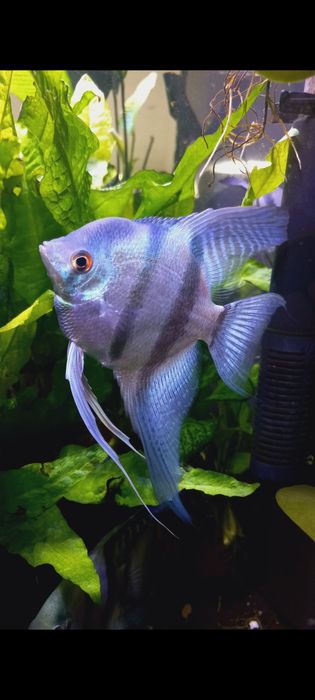 Vendo Escalare azul