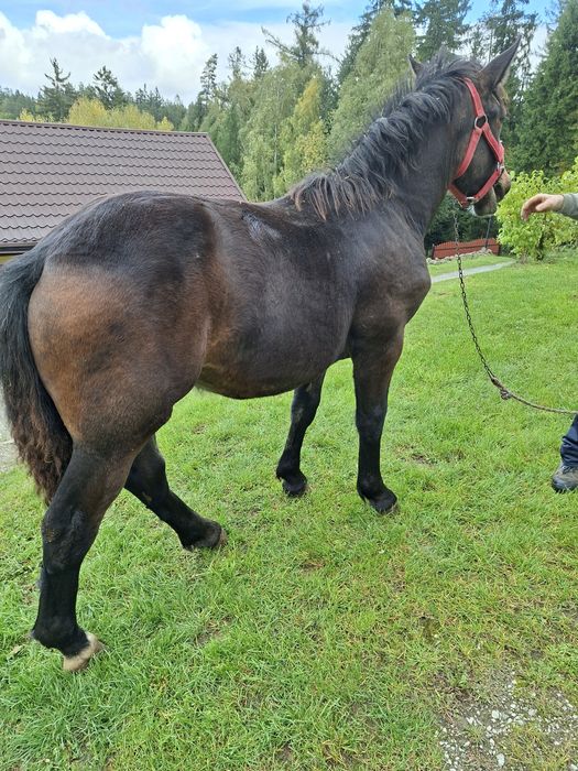 Sprzedam  zrebice zimnokrwistom