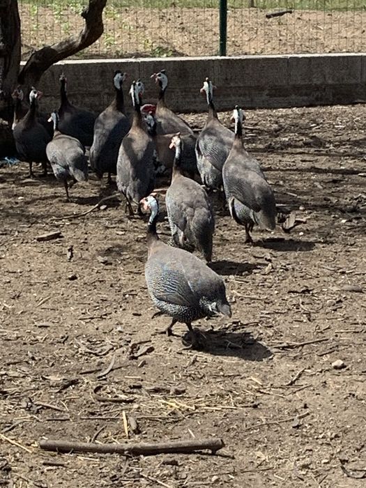 Vendo galinhas fracas