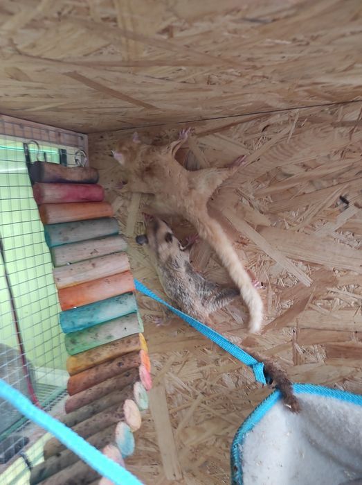 Lotopałanka karłowata okazja