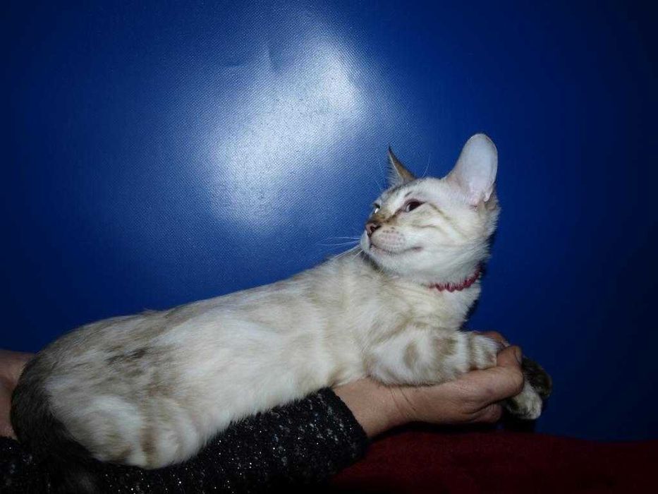 Распродажа. Девочка голубоглазая. Документы.