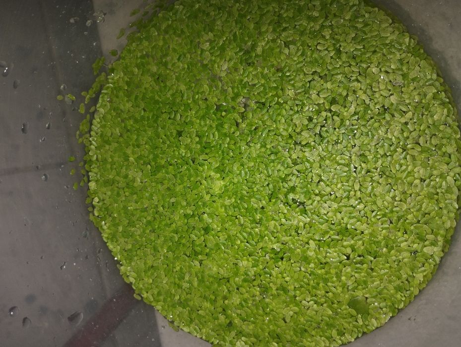 Rośliny pływające do akwarium roślina pływające