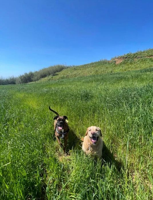 Dog walking/ Pet sitting/ Estadia e Creche familiar