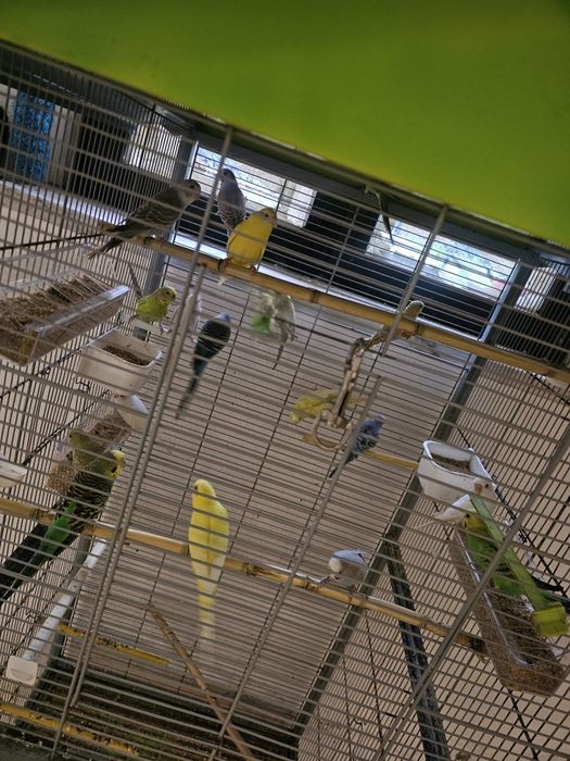 Vendo periquitos femias