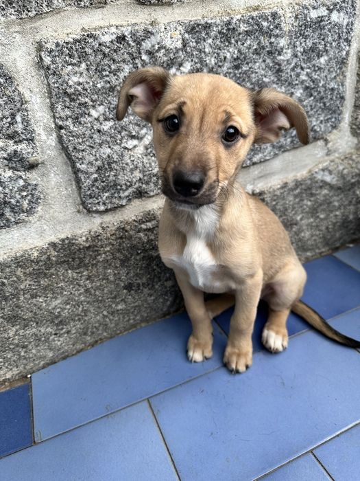 Cachorrinhos para Adoção
