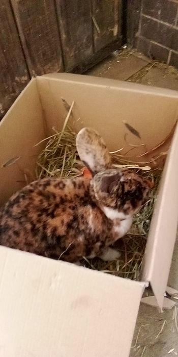 Продам кроликів породи Рекс є різних окрасів і віку