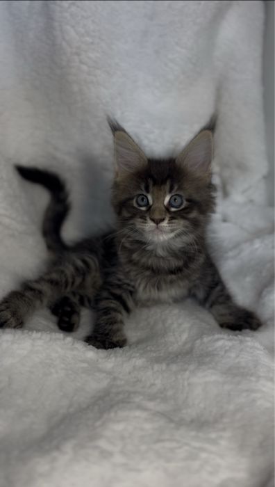 Kotka Maine Coon FPL