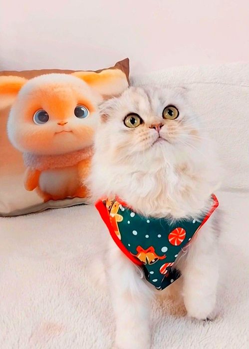 Срібна шиншила хлопчик красунчик шотландик Скотіш Фолд