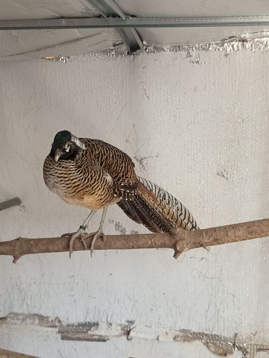 Um trio de faisão leyd do ano 2025