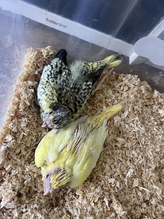 Bebes de caturras e rosseicolis