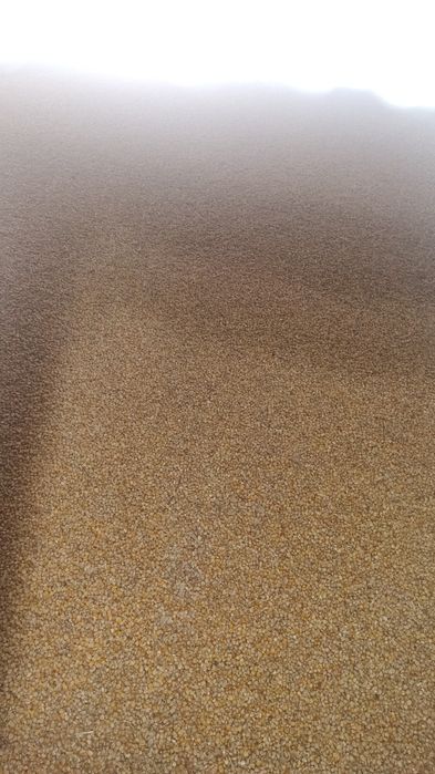 Sprzedam suche ziarno kukurydzy