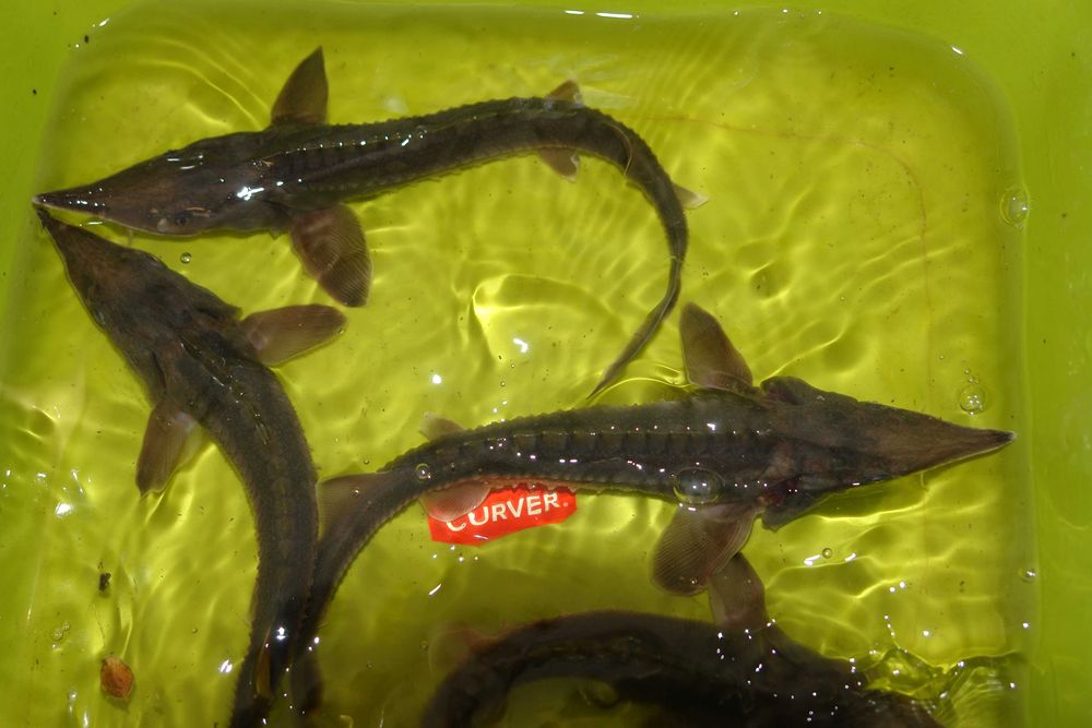 narybek karpio karasia 12-19cm