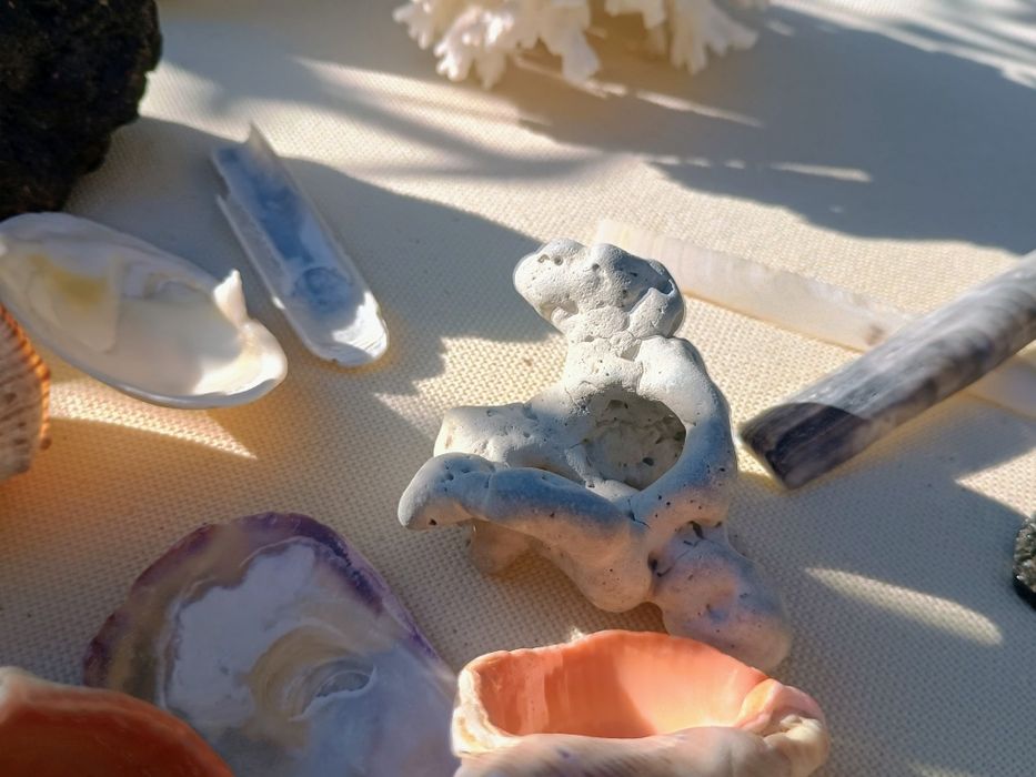 Корал ракушка до акваріума