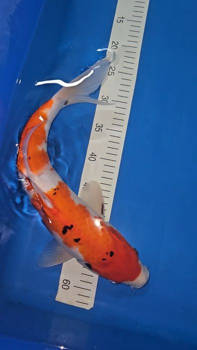 Carpa Koi - Sanke - 44cm