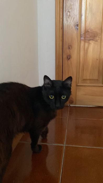 Gatinho para adoção