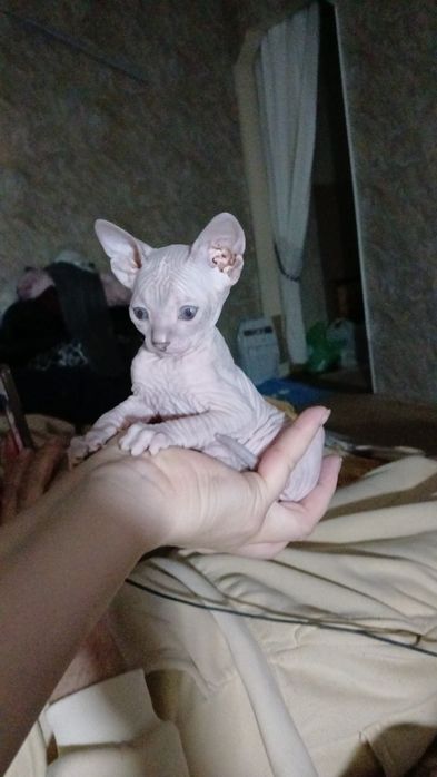 Донской сфинкс 2 місяці