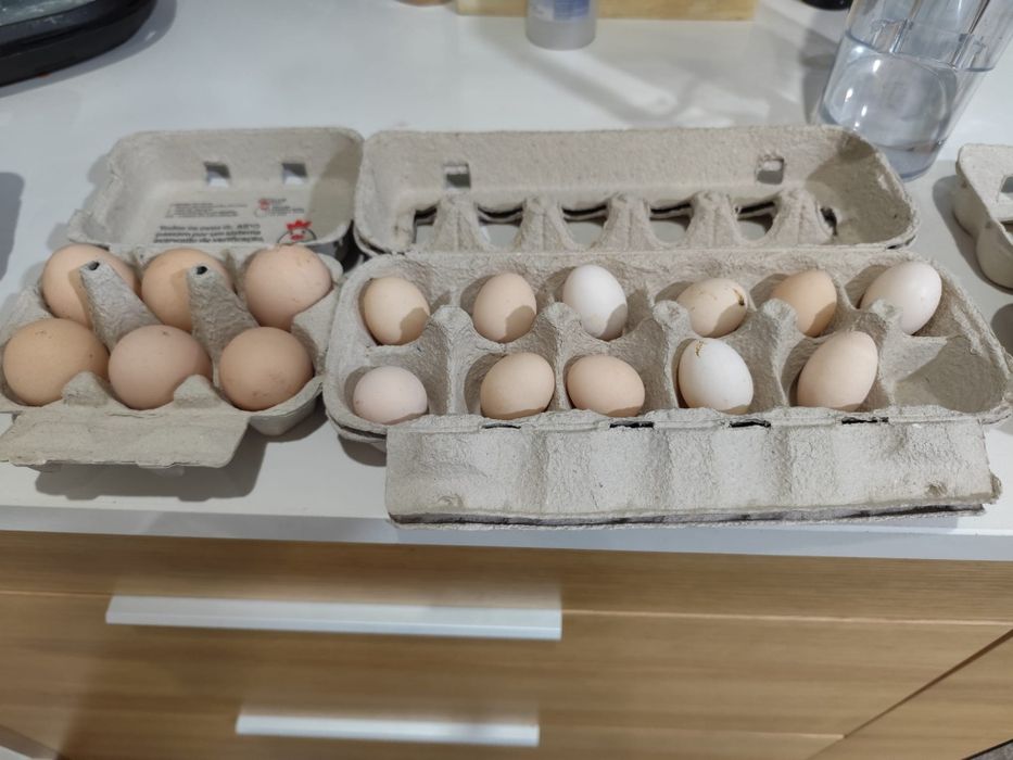 Ovos serama e gahmong