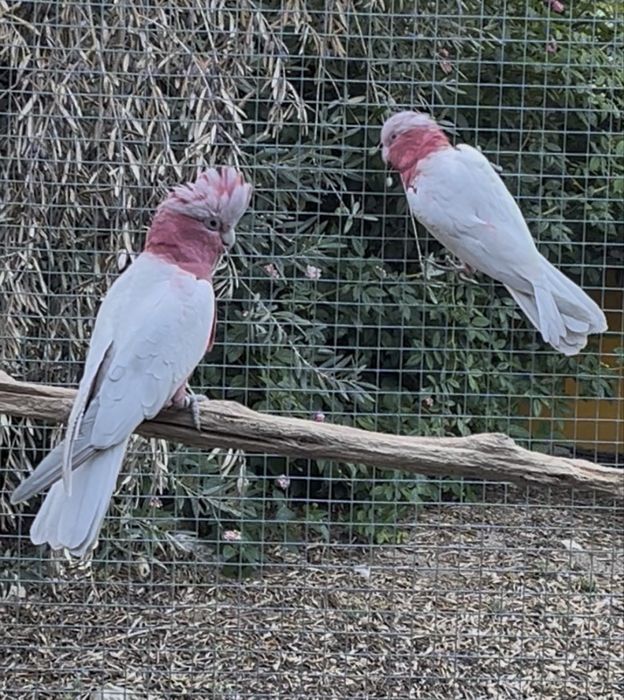 2-2 Galah branca recessiva de olho negro