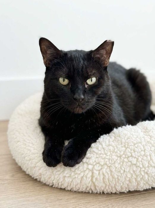 Setúbal / Margem Sul / Lisboa — BLACK, gatinho para adoção