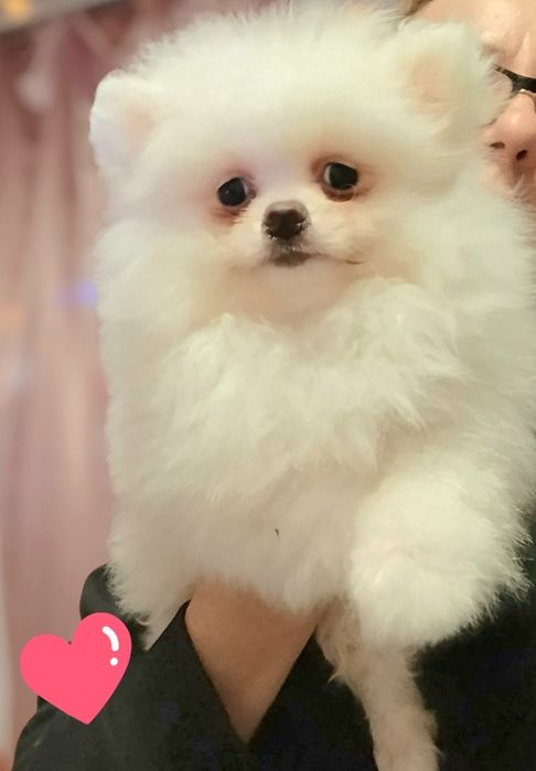 Шпіцюлі хлопчики