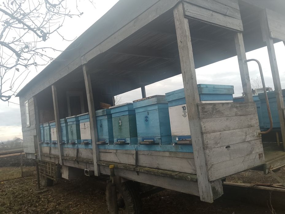 Продам Бджоли із павільйоном
