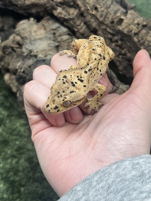 Gekon orzęsiony superdalmatian samiec możliwe terrarium