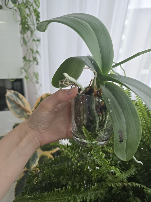 Орхідея метелик номер 5017 .