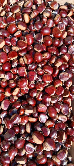 Castanhas grandes