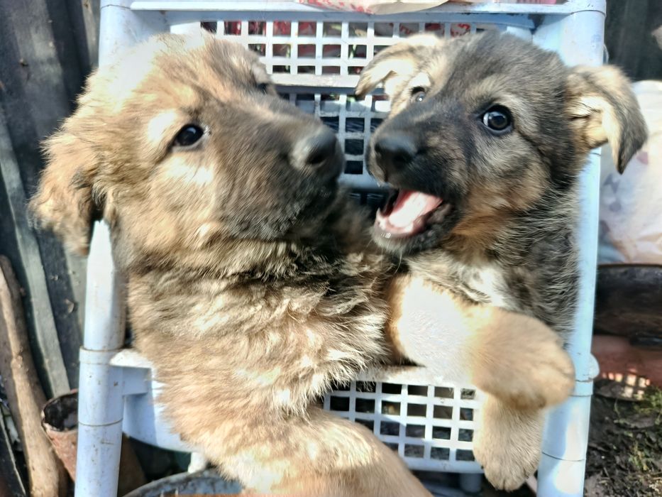 Отдам щенков в хорошие руки