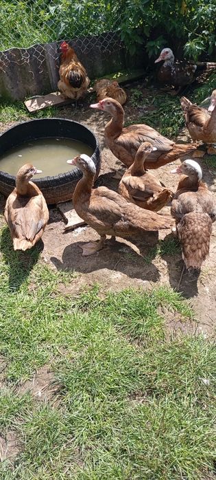 Мускусні качки різного віку та тушки качок