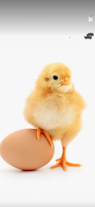 Бройлер КОББ-500 добовий і підрощений,приймає замовлення