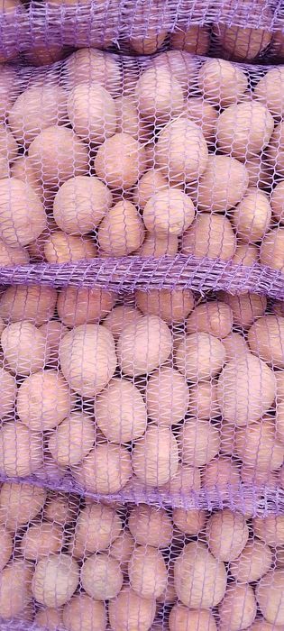 Продам картоплю 2026 року Белла Роза, БІЛОРОСА  посадкова третьої репродукціі