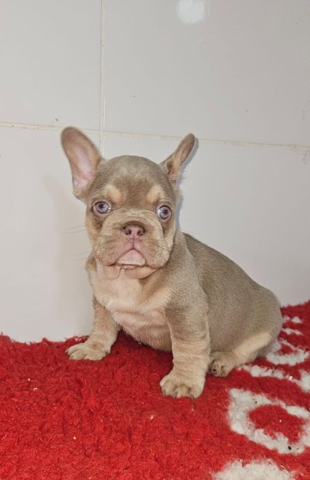 Bulldog macho newsaid tan