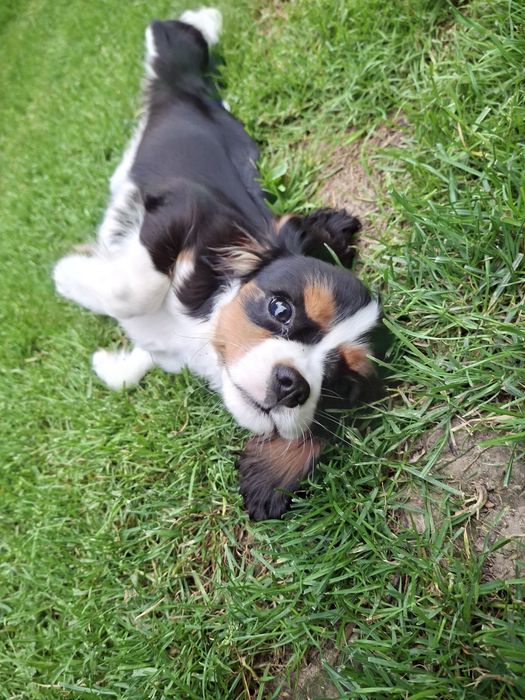 Wakacyjny Cavalier King Charles Spaniel dziewczyna
