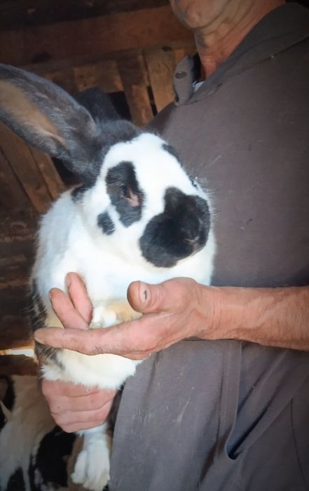 Кролики різного віку