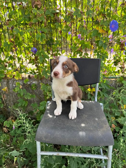 Menina Border Collie Chocolate Tricolor