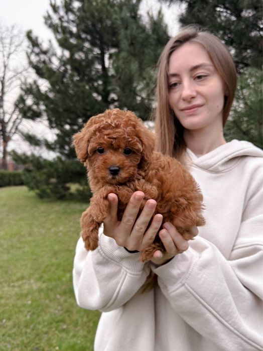 Неймовірний малюк Мальтипу F2 VIP