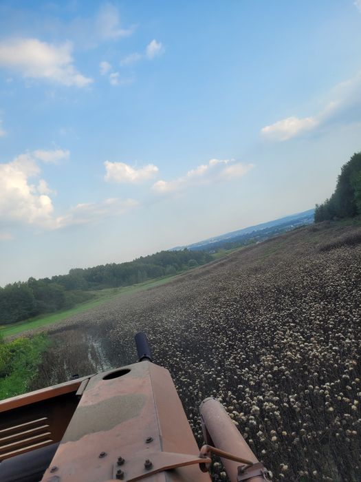 Ostropest plamisty nasiona (na olej)