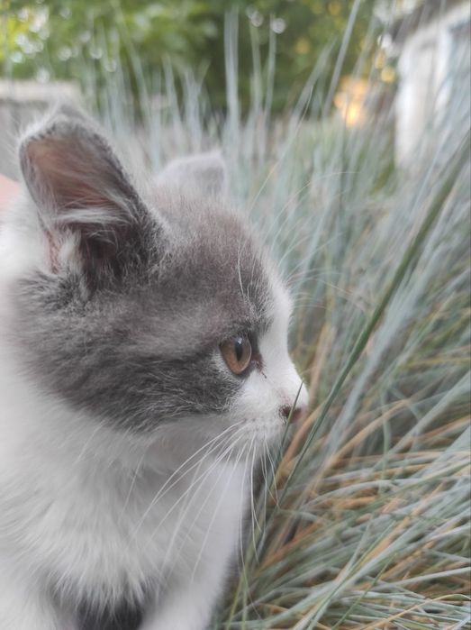 Отдам котёнка срочно