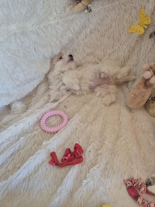Bichon Maltês Fêmea Criadora Registada PT3088FL