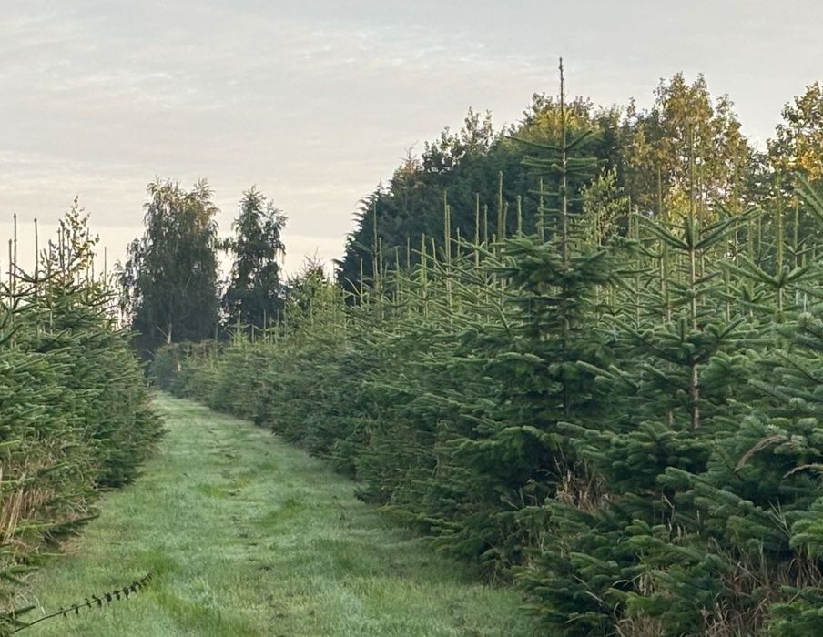 Choinki Jodła Kaukaska