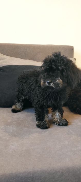 Pudel miniaturowy Black and tan piękny piesek