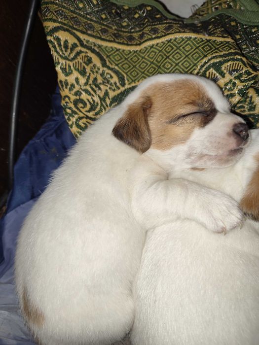 Джек Рассел тер'єр