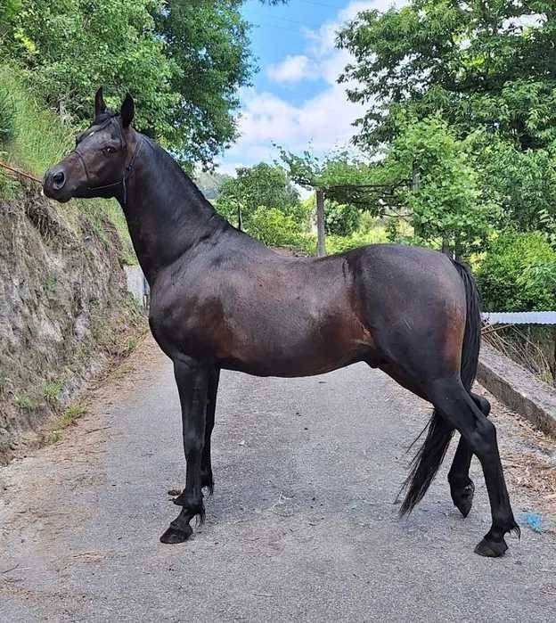cavalo puro sangue árabe cobrições
