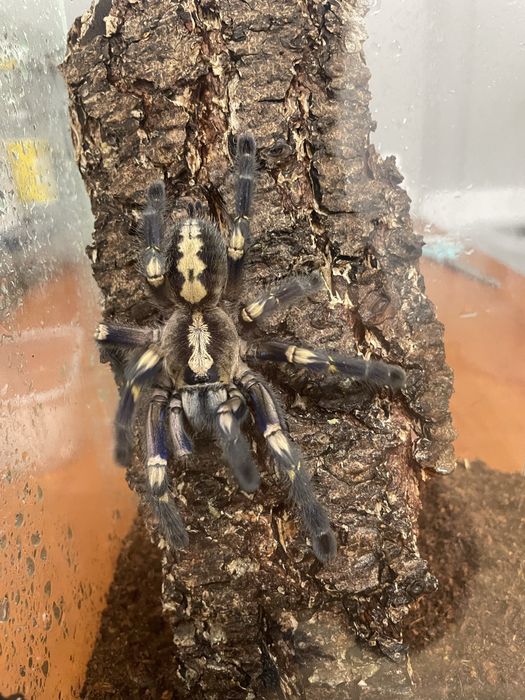 Ptaszniki pajaki oferta