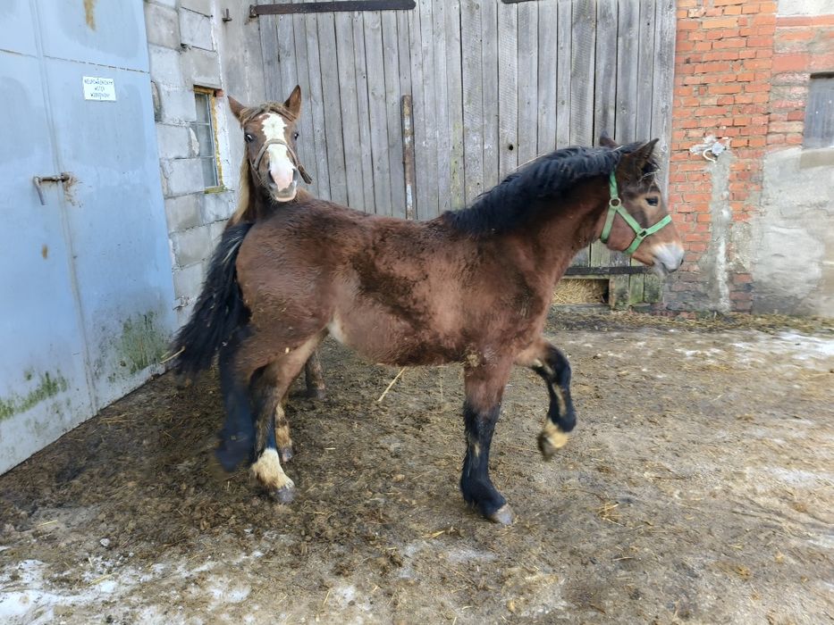 Klacz klaczki źrebaki