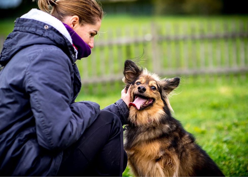 MacGyver - super pies do adopcji