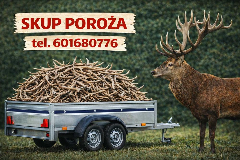 Skup - Poroża jeleni , zrzuty, rogi jelenia,kozła,daniela,łosia - Skup